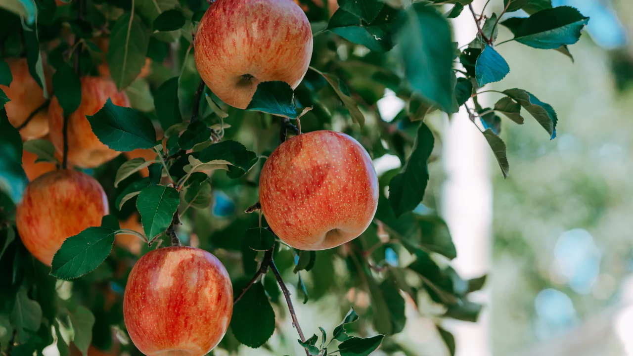 Is An Apple A Fruit Or Vegetable