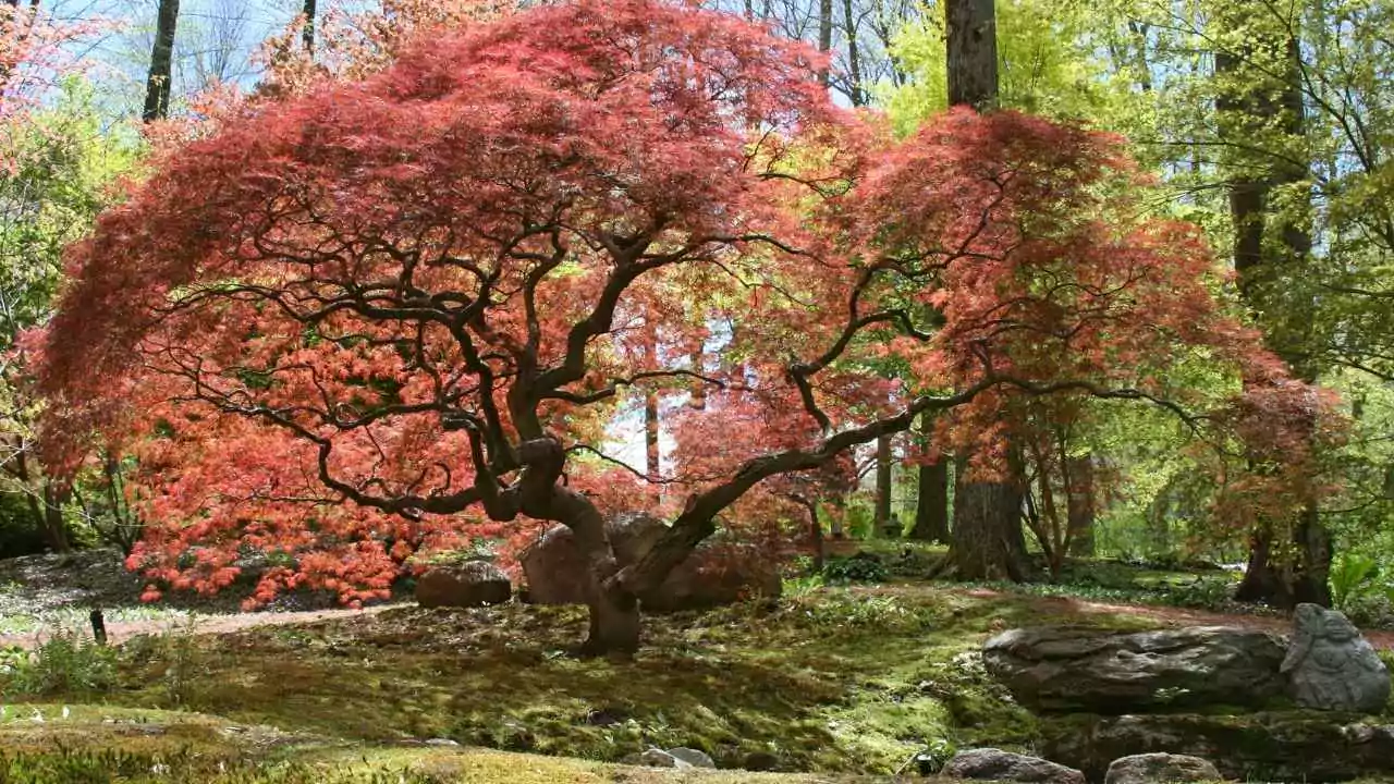 Japanese Maple Trees