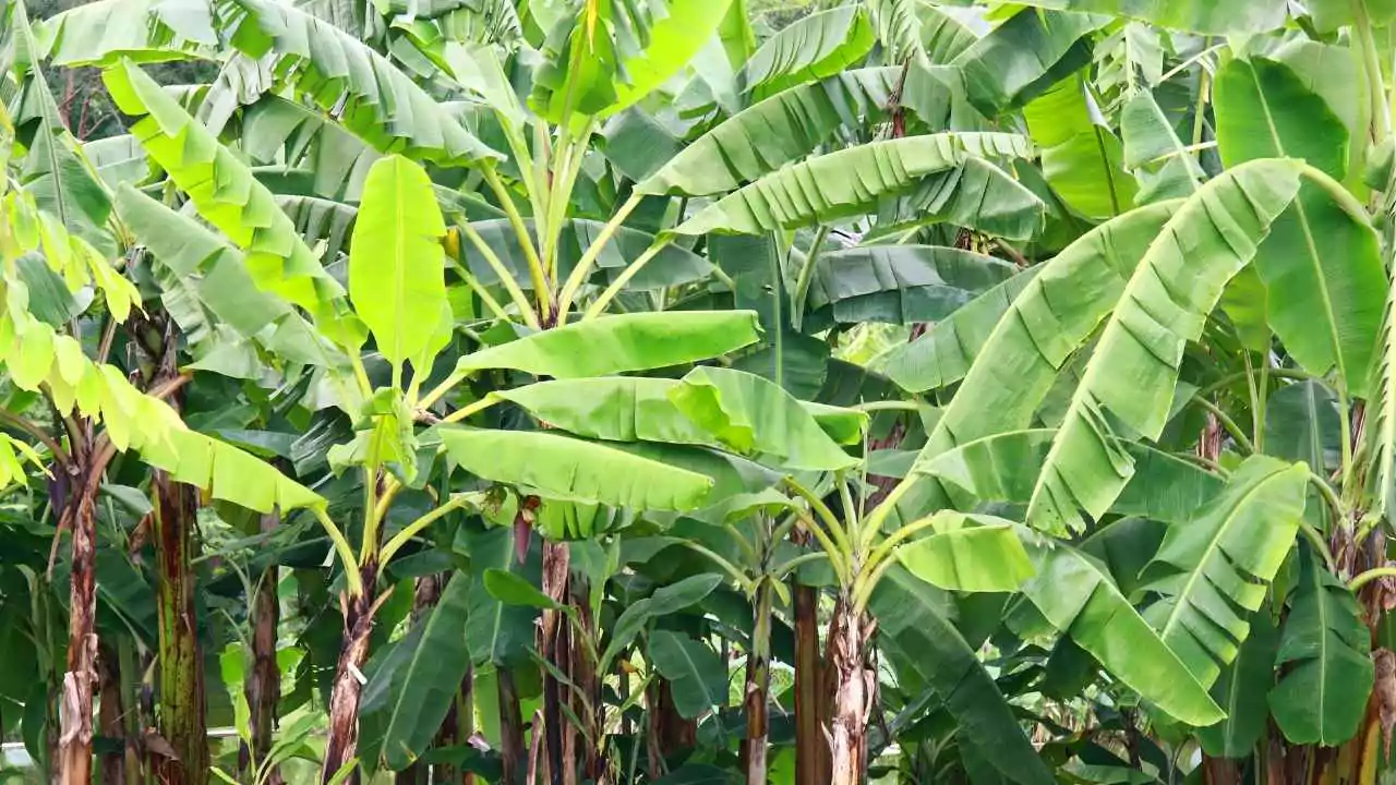 15 Outdoor Plants with the Biggest Leaves in the World 2 Japanese banana