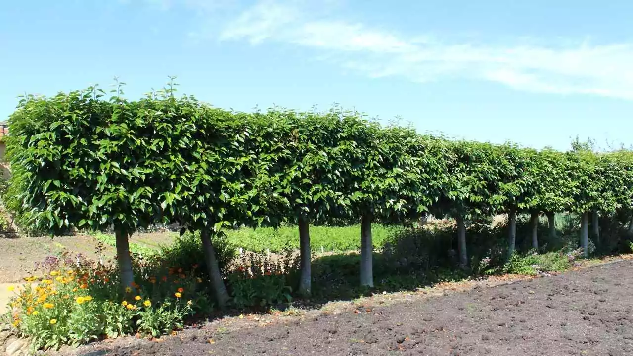 Laurel tree