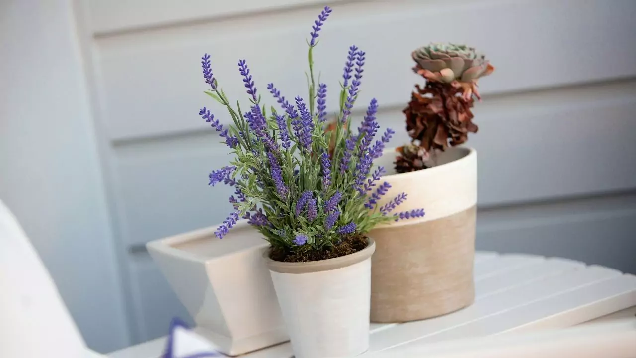 Lavender