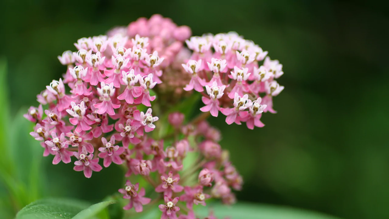 Milkweed