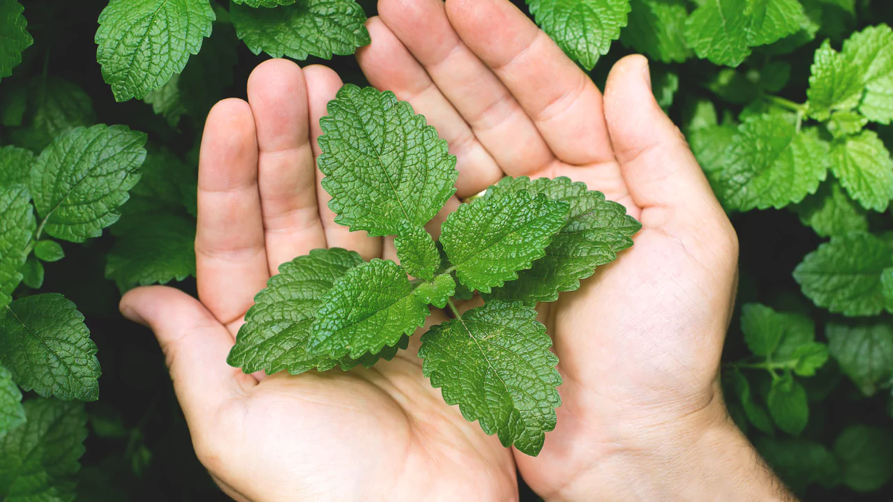 Mint