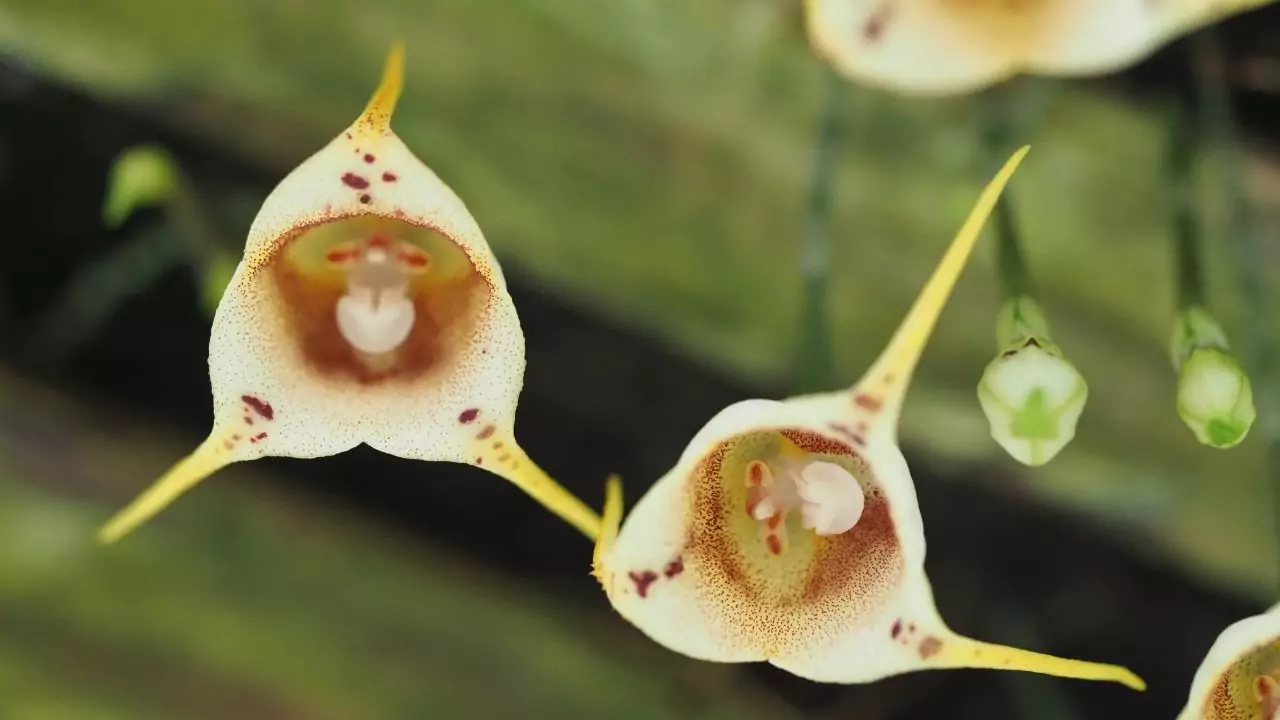 Monkeyface Orchid
