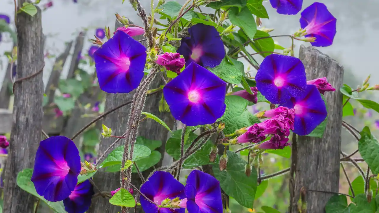 Best Climbing Plants For Wooden Fences 5 Morning Glory fence