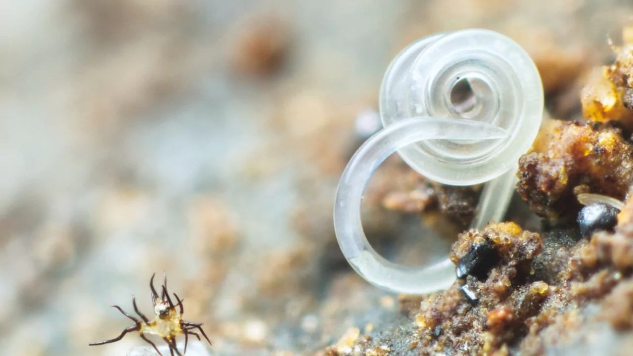 Nematodes