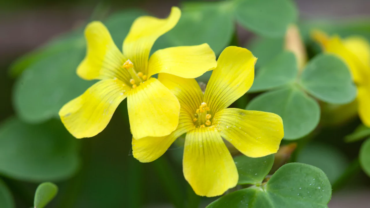 Oxalis