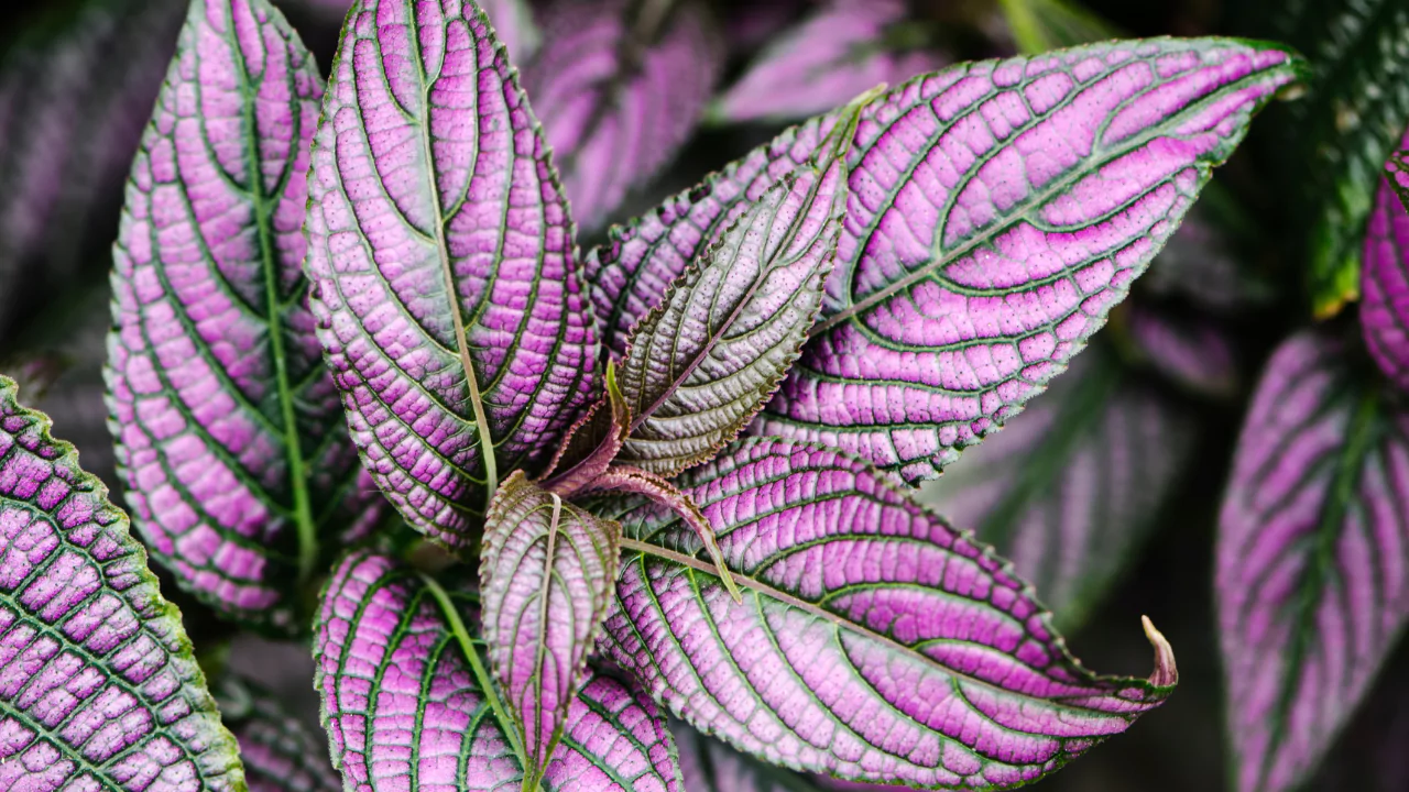 Persian Shieldor Royal Purple Plant