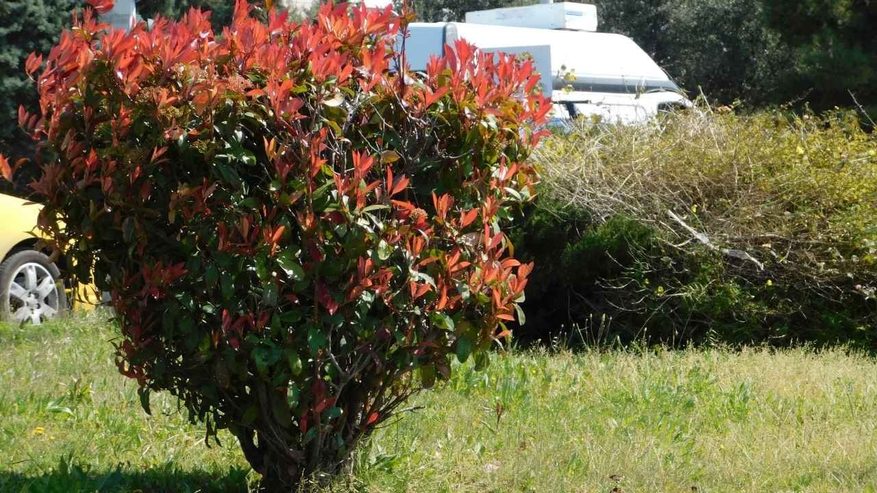 11 Red Evergreen Shrubs (Beautiful Images) 1 Photinia Serratifolia Crunchy