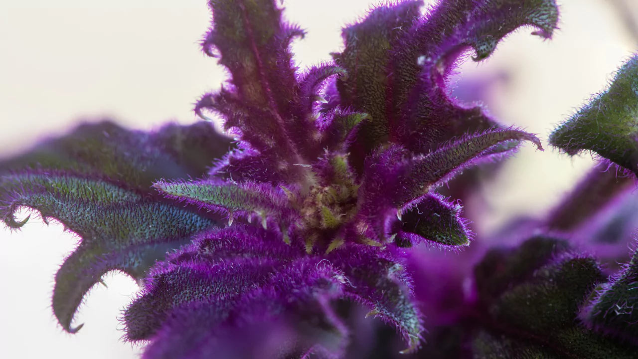 Purple Passion Plant or Purple Velvet Plant