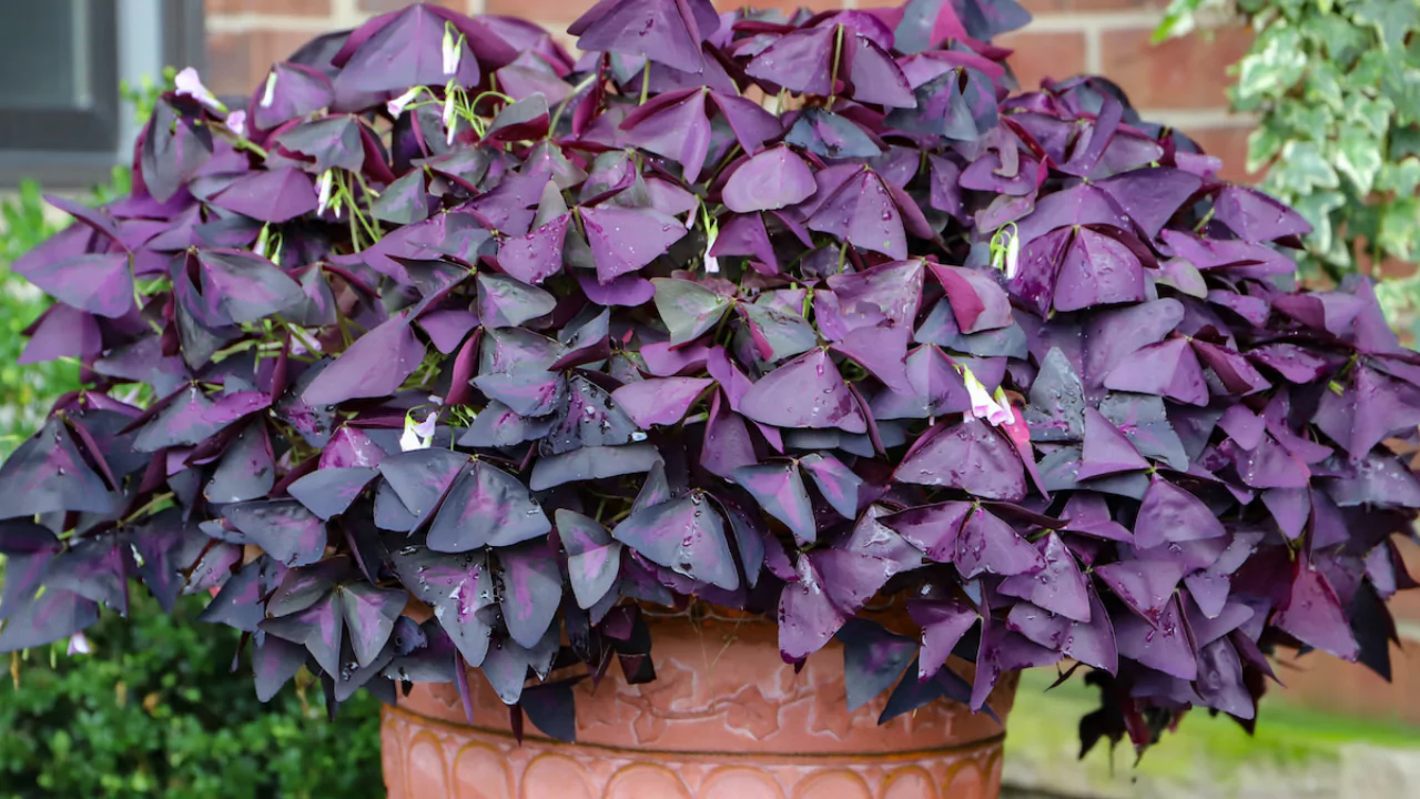 Purple Shamrock