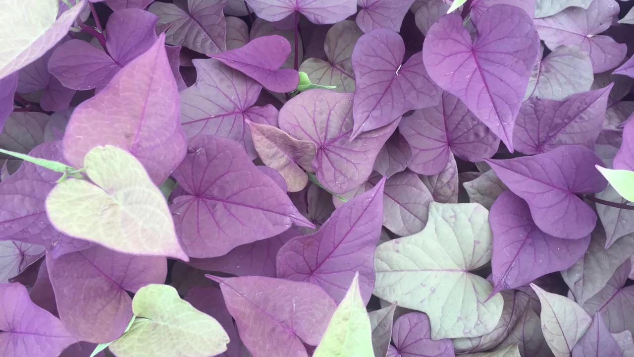 Purple Sweet Potato Vine