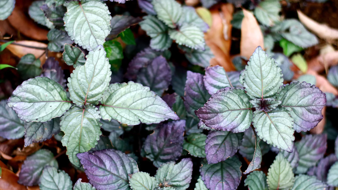 Purple waffle plant
