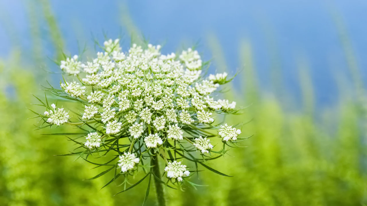 Queen Anne’s Lace