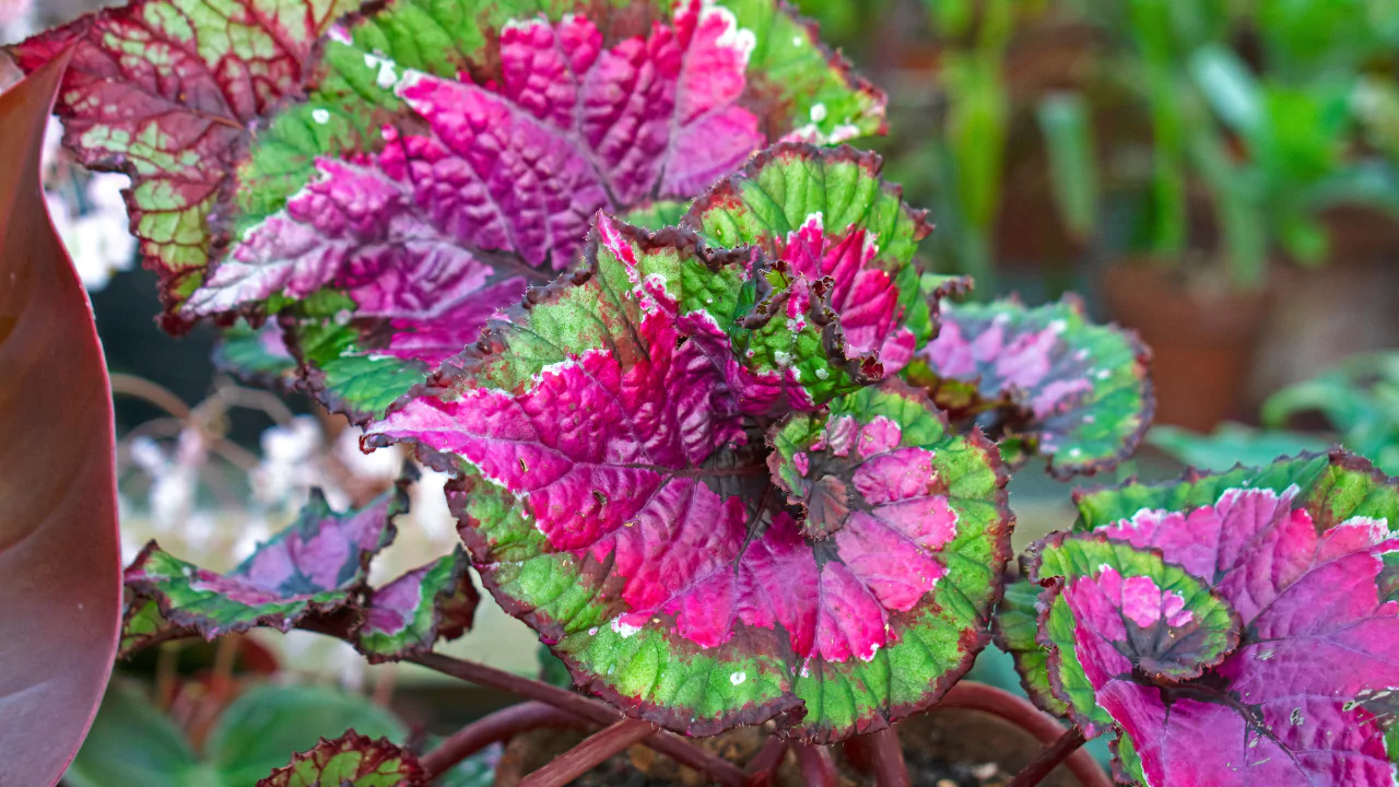Rex Begonia