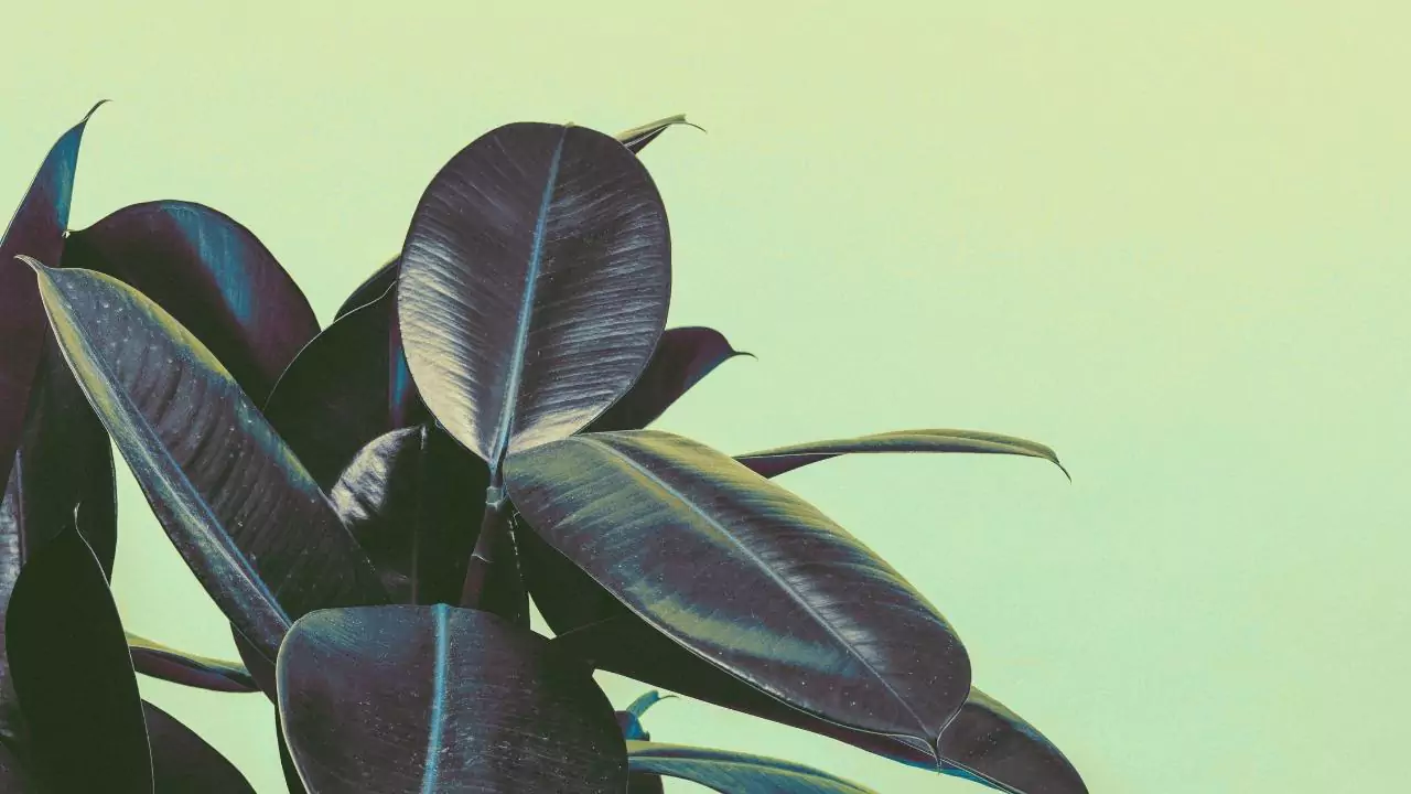 15 Outdoor Plants with the Biggest Leaves in the World 14 Rubber Fig