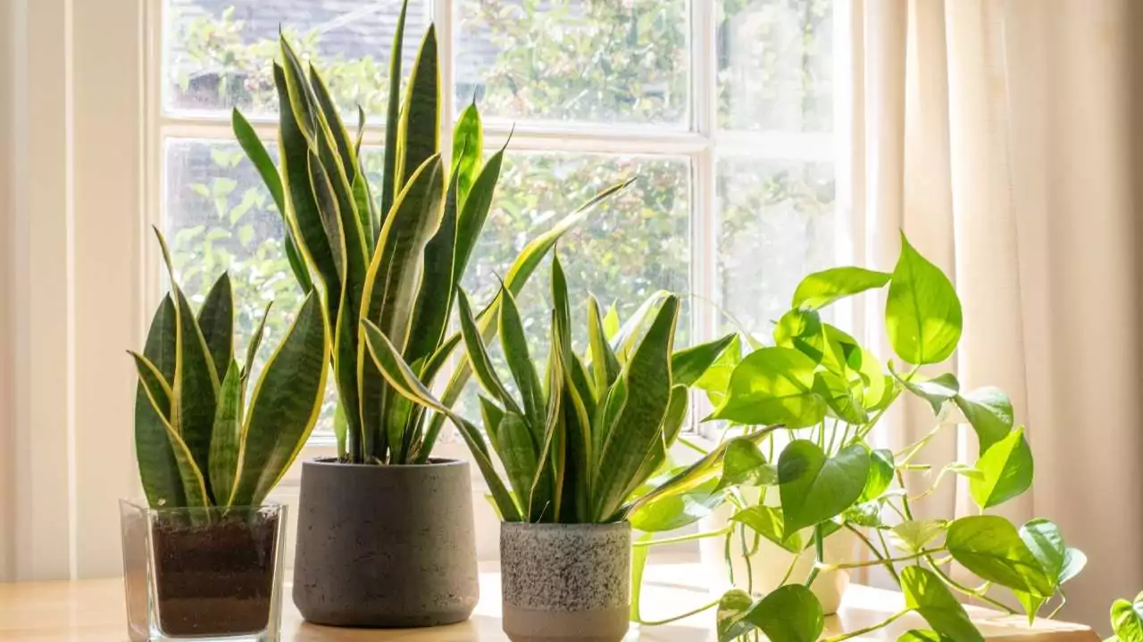 Snake Plant