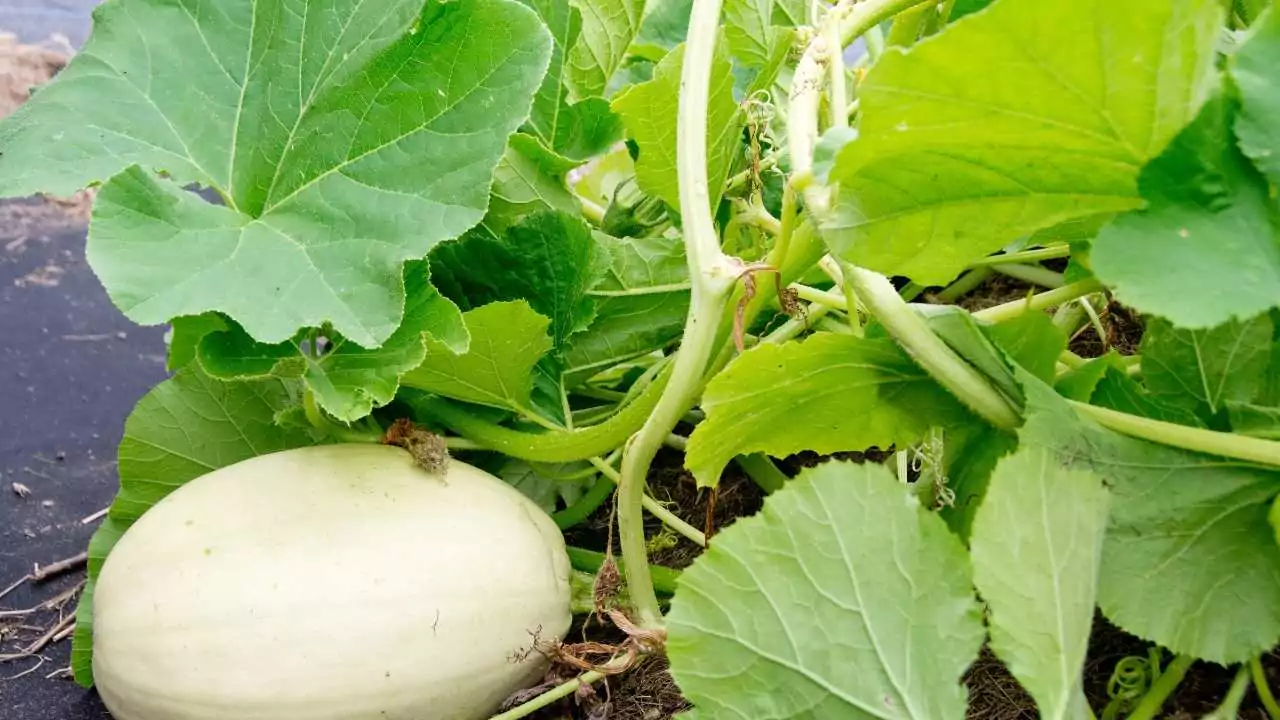 Identifying Squash Plants By Leaves 6 Spaghetti Squash Leaf Identification