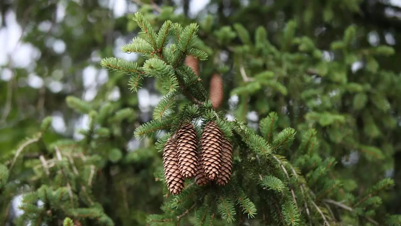 Spruce