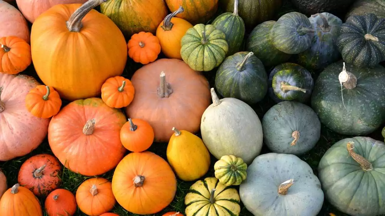 Identifying Squash Plants By Leaves 2 Squash Plants Varieties
