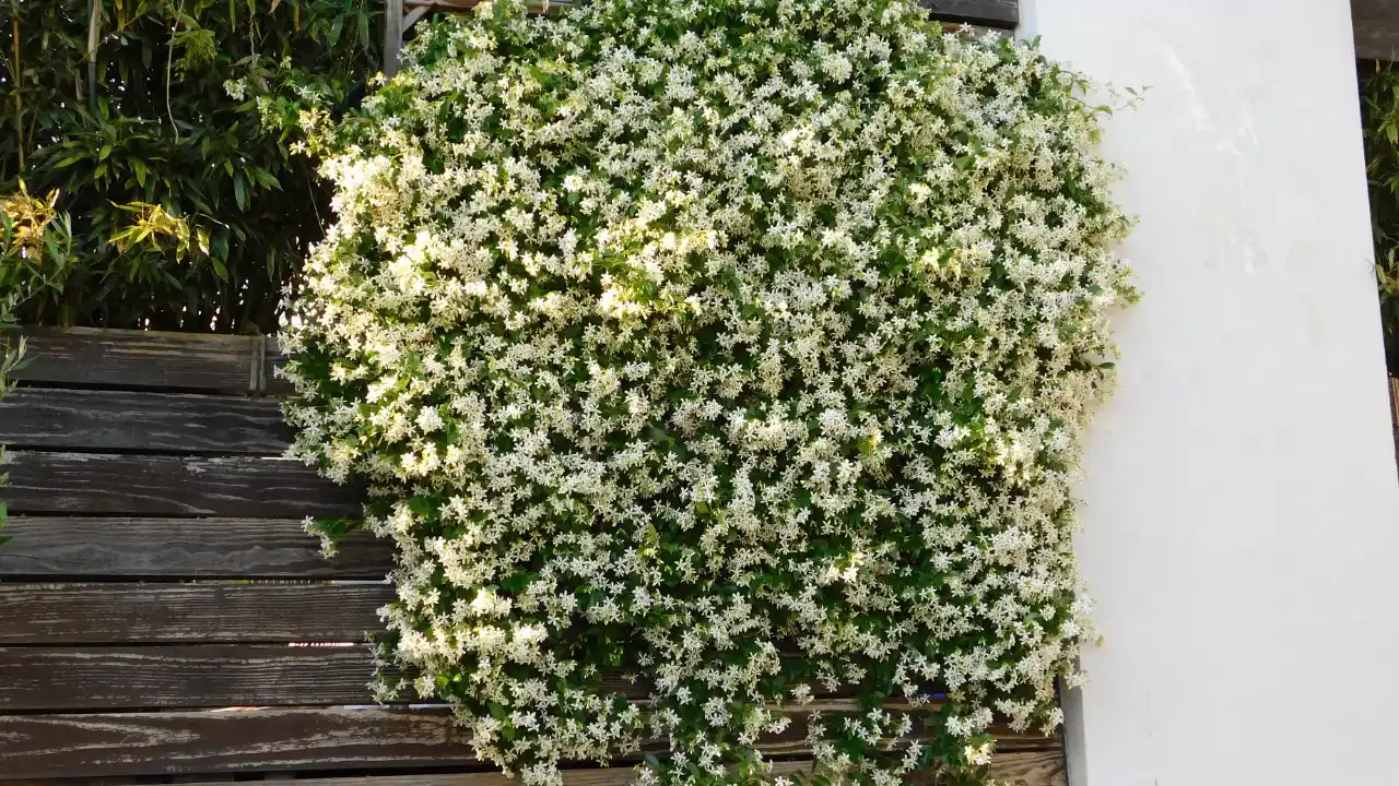 Best Climbing Plants For Wooden Fences 4 Star Jasmine