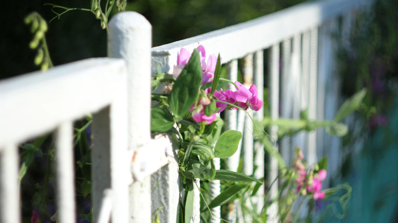 Best Climbing Plants For Wooden Fences 6 Sweet Pea fence