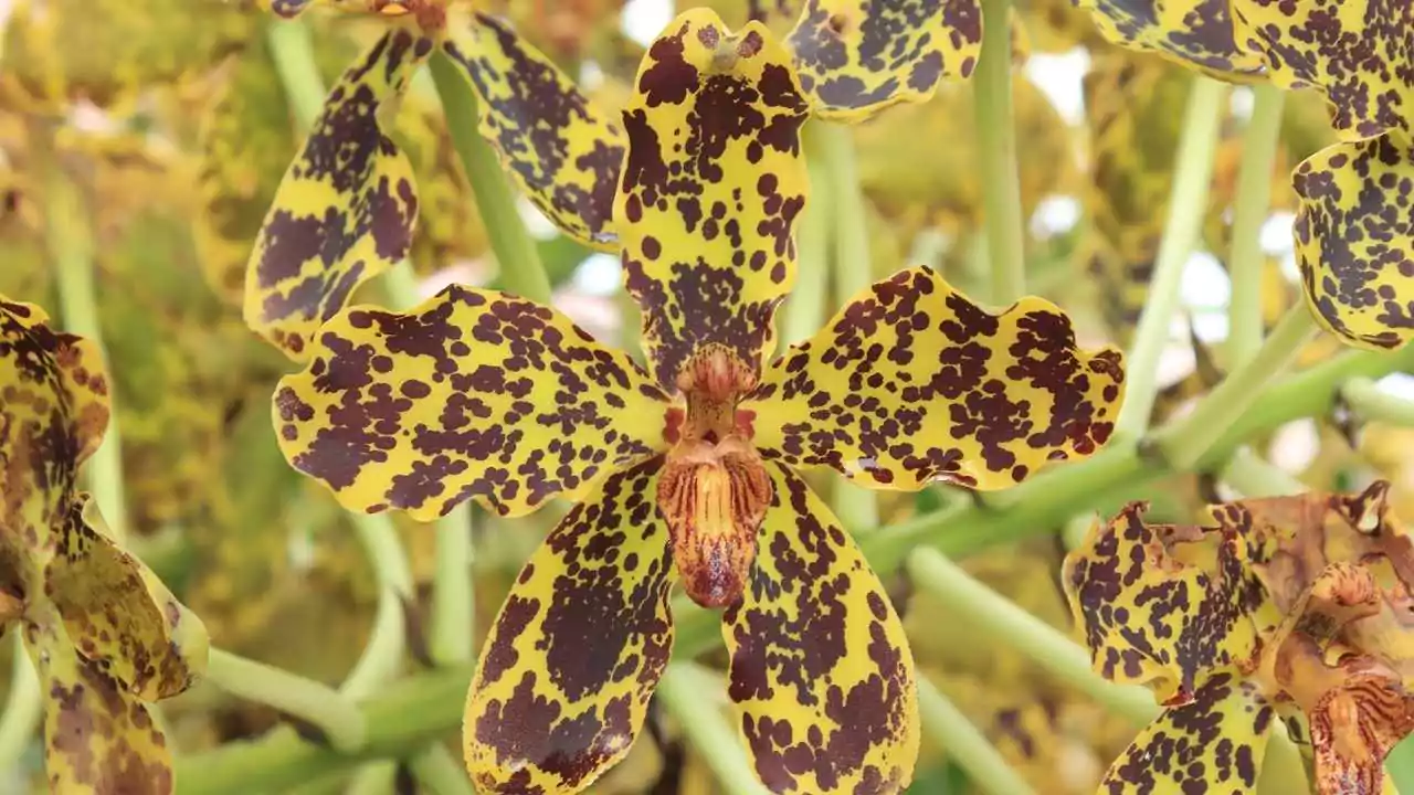 Can You Buy A Flying Duck Orchid? 3 Tiger Face Orchid