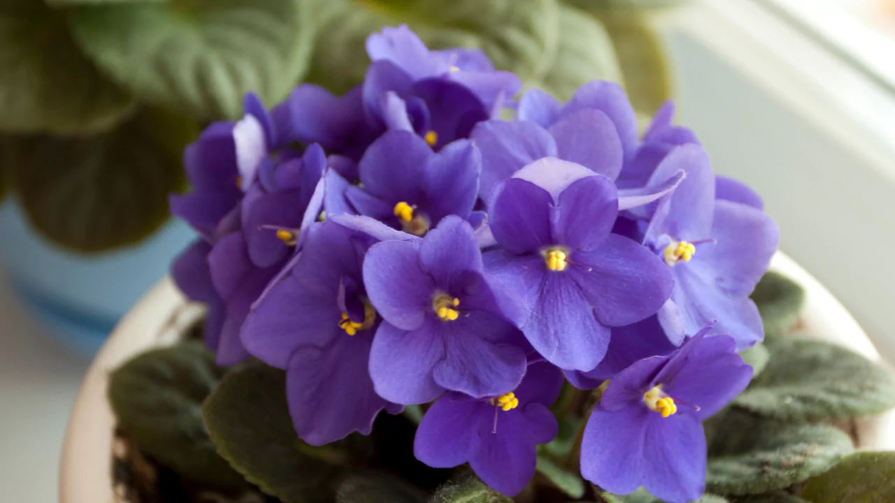 Violets