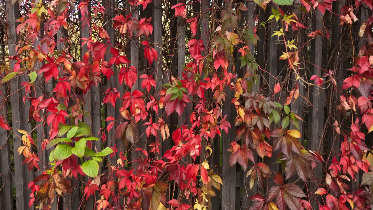 Best Climbing Plants For Wooden Fences 2 Virginia Creeper