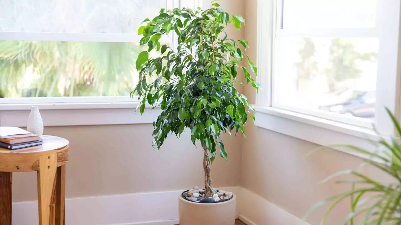 Weeping Fig