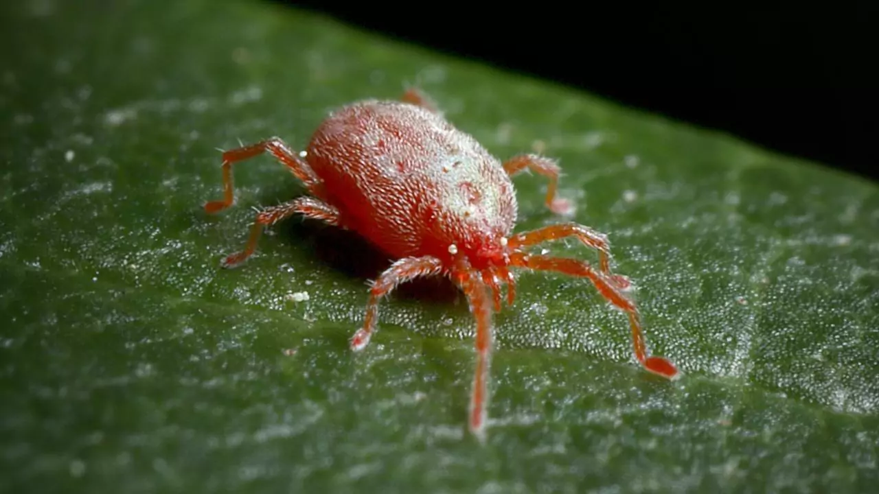What Are Spider Mites