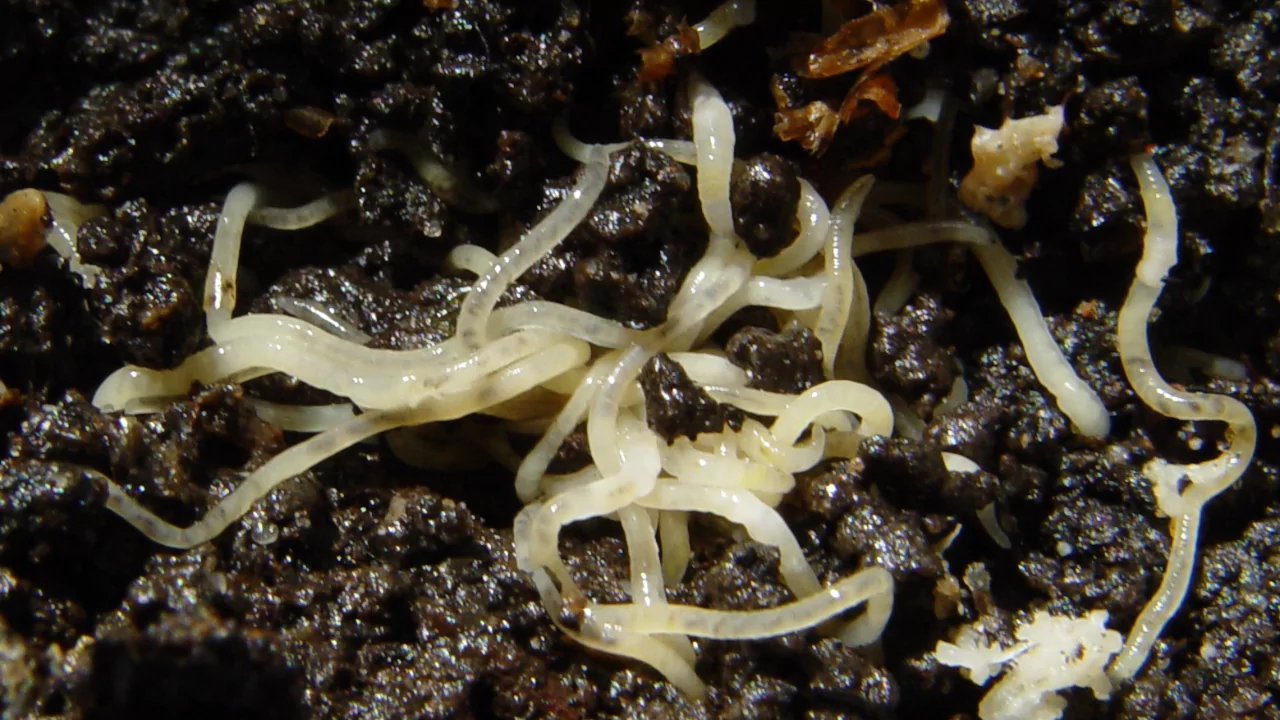 What Are These Tiny White Worms In My Soil