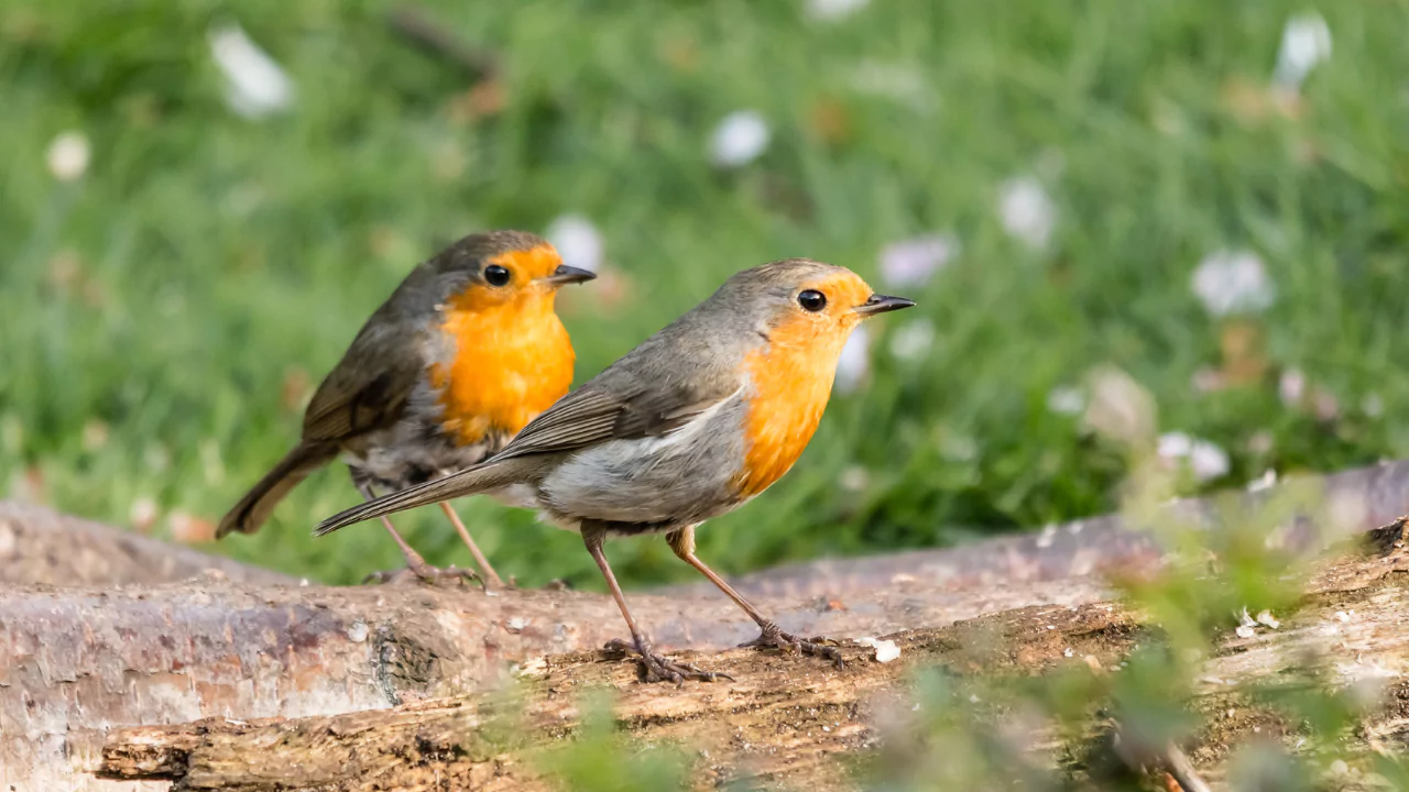 What Do Robins Symbolize