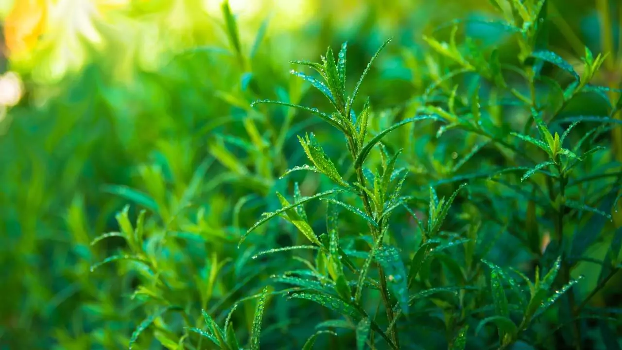 What Is Tarragon