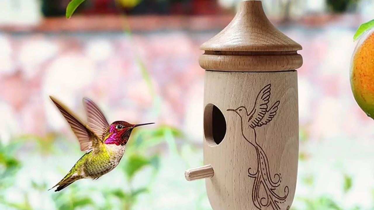 Where To Hang A Hummingbird House