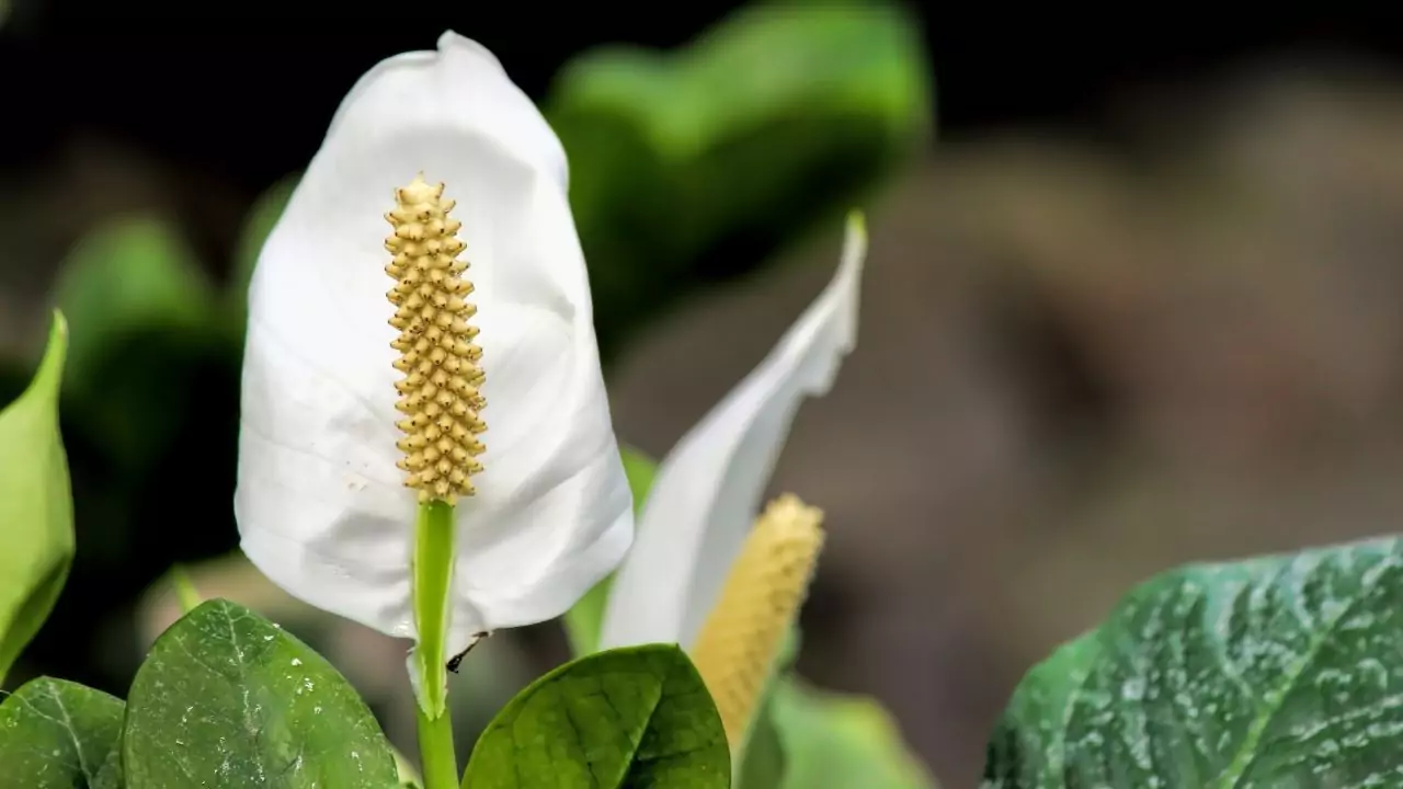 Why Are My Peace Lily Flowers Turning Black or Brown
