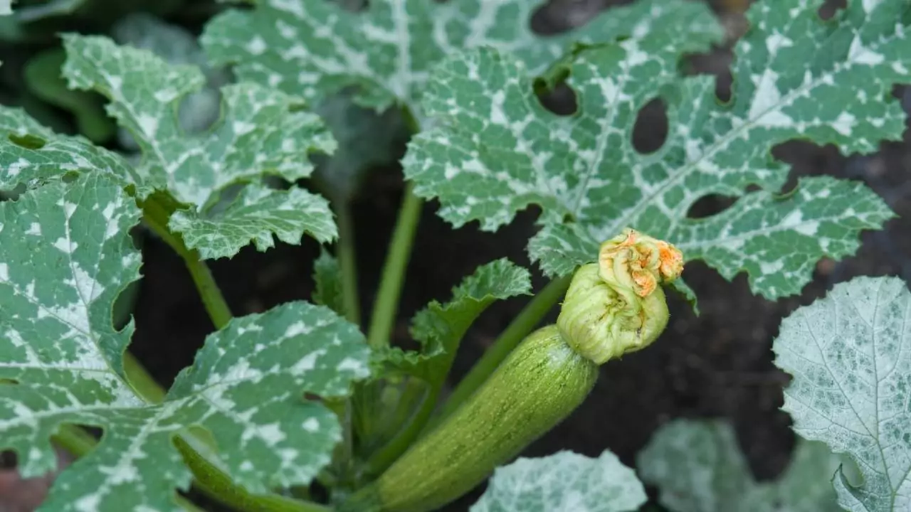 Identifying Squash Plants By Leaves 3 Zucchini Squash plant Leaf Identification