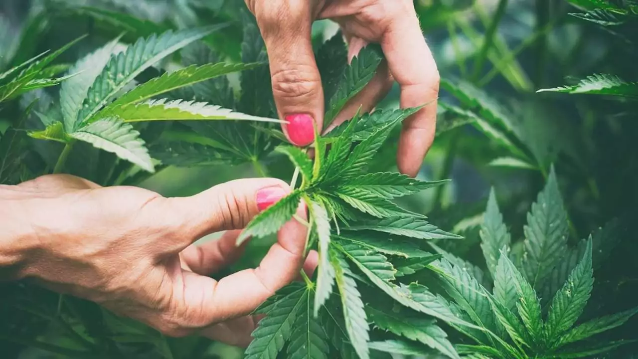 Spider Mites On Buds At Harvest Time (All You Need To Know) 2 cannabis plant