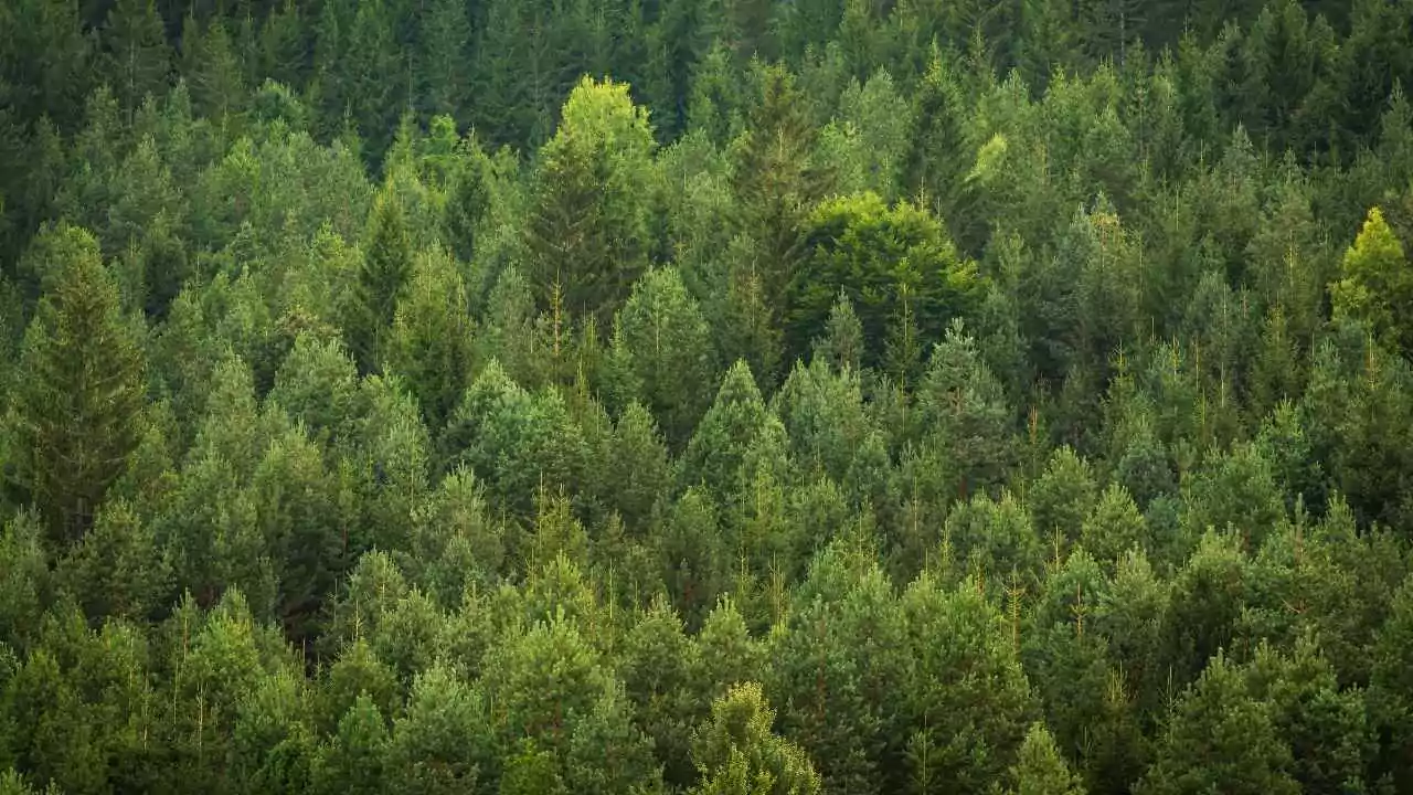Fir tree