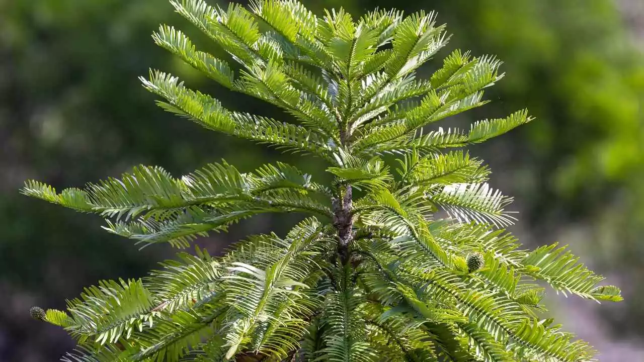 Pine Tree