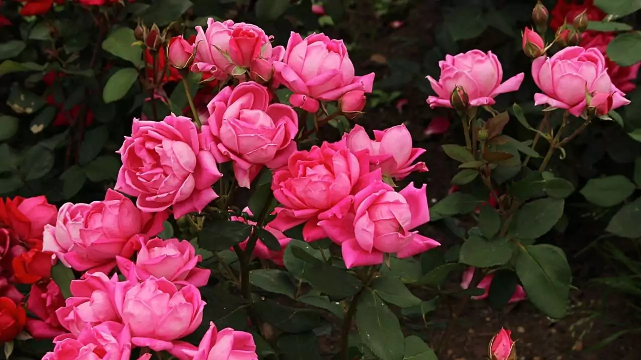 When do roses bloom