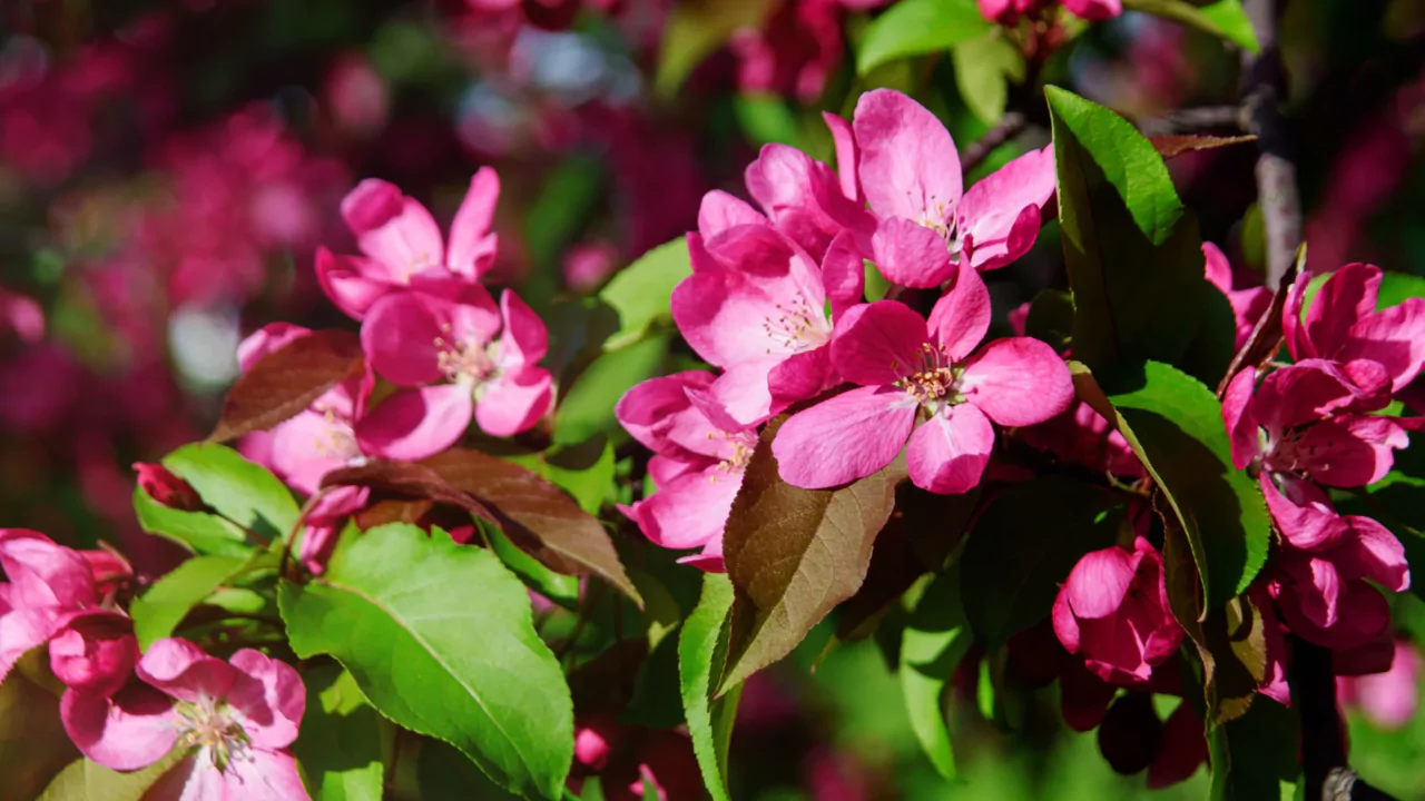 5 Small Trees with Non-invasive Roots 2 Adams crabapple