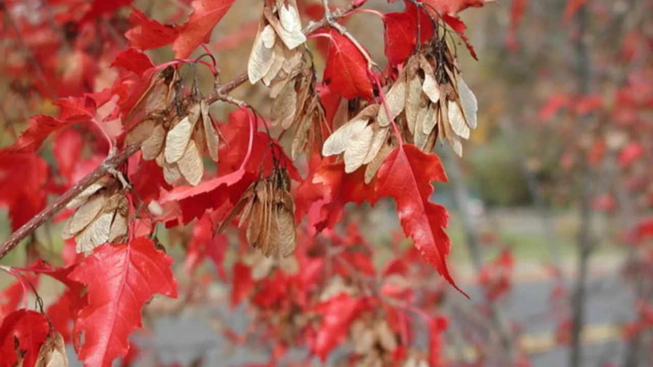 5 Small Trees with Non-invasive Roots 6 Amur maple