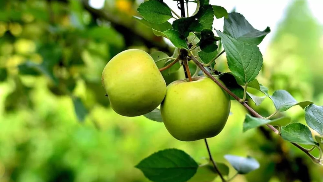 10 Best Fruit Trees For Houston (Perfect For Houston Backyards) 9 Apple Trees