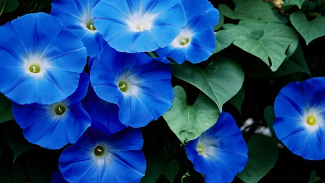 10 Popular Flowers In Japan 5 Asagao morning glory flower