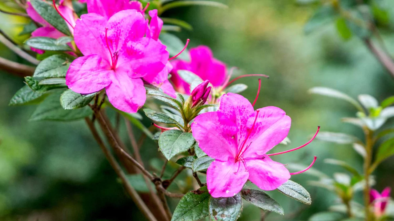 Azaleas 1 1