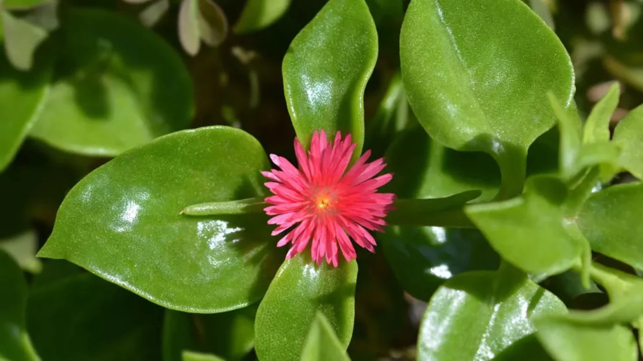 10 Succulents With Beautiful Red Flowers 8 Baby Sun Rose