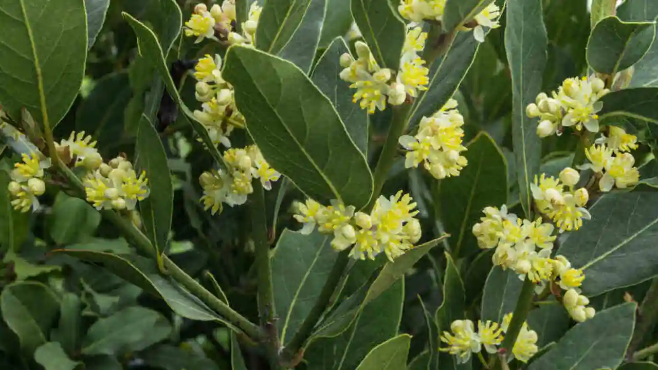 11 Trees That Don’t Lose Leaves (Perfect for Privacy) 4 Bay Laurel