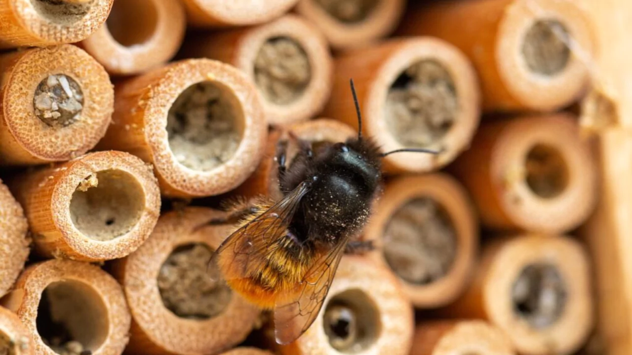Bee hotel maintenance