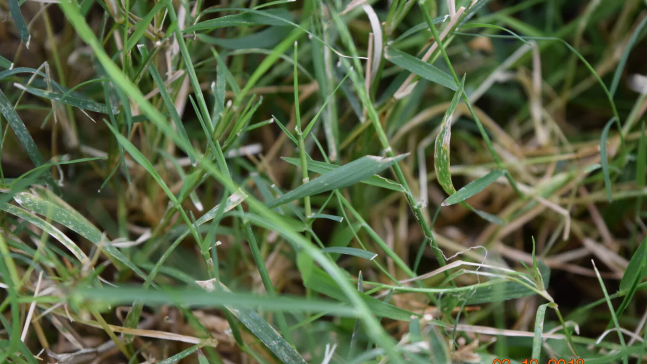 Common Creeping Weeds: How to Recognize & Prevention 4 Bermudagrass